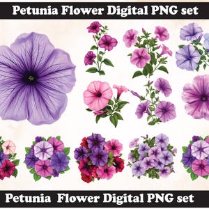 Petunia Flower PNG Sublimation Design,Petunia png,Petunia  illustration,Petunia  png,Digital Download,Wedding flower,Petunia  flower svg