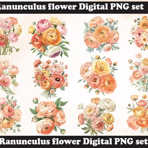 Ranunculus flower PNG Sublimation Design,Ranunculus png,Ranunculus illustration,Digital Download,Png Sublimation,Ranunculus Flower png,
