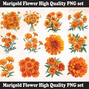 Marigold Flower PNG Sublimation Design,Marigold png,Marigold illustration,Digital Download,Png Sublimation, Marigold Flower png,Flower png