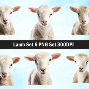 Baby lamb PNG Sublimation Design,lamb png,lamb illustration,Digital Download,Png Sublimation,Baby lamb  head Png ,lamb png ,Farm animal