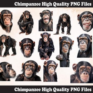 Chimpanzee PNG Sublimation Design, Chimpanzee png,Chimpanzee illustration,Png Sublimation, Chimpanzee Head png, Chimpanzee Png Sublimation