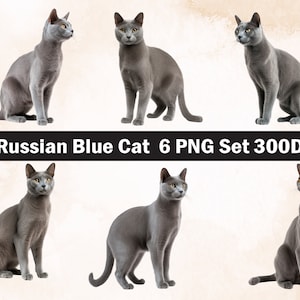 Chat bleu russe PNG Sublimation Design, chat png, illustration de chat, téléchargement numérique, Png Sublimation, animal de compagnie Png, chat bleu russe, chat