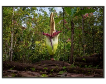 Amorphophallus