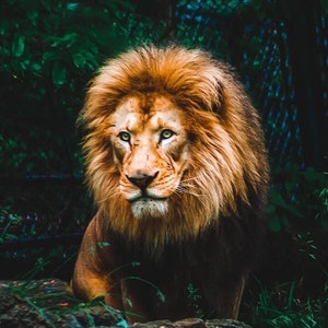 Majestic Lion in the Enchanting Forest - Canvas Wall Art Print | Wildlife Photography Home Decor | Animal artwork | Zoo creature art