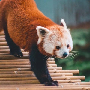 Captivating Red Panda Crossing a Bridge - Canvas Wall Art Print | Wildlife Photography Artwork | Animal Home Decor
