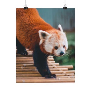 Enchanting Encounter - Red Panda Bridge Climb | Fine Art Poster Print | Wildlife Photography | Professional Archival Paper |