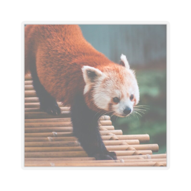 Red Panda Rope Bridge Adorable Red Panda Sticker - Playful Bridge Explorer | Wildlife ...