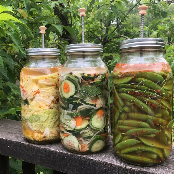 PicklePanic Pickle Plunger  Turns 2-quart mason jar into pickle crock for fermenting perfect pickles, kimchi, sauerkraut.