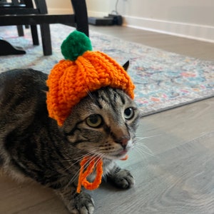 May include: A tabby cat wearing a knitted orange pumpkin hat with a green stem. The cat is looking up with a curious expression.