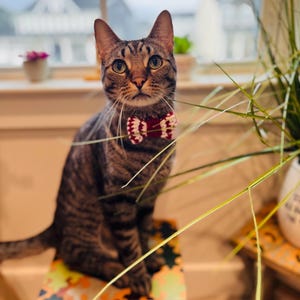 May include: A tabby cat wearing a red and white bow tie sits on a colorful stool. The cat is looking directly at the camera.