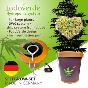 Könnte beinhalten: Ein hydroponisches System zum Anbau großer Pflanzen. Das System umfasst ein DWC-System, ein Tropfsystem, eine Lüftungspumpe und ein TodoVerde-Design. Das System wird in Deutschland hergestellt. Das Bild zeigt eine große Pflanze, die in dem System wächst, mit einem herzförmigen Design aus den Blättern der Pflanze.