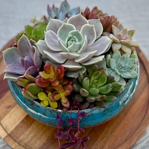 May include: A vibrant arrangement of succulents in a turquoise ceramic bowl. The succulents display a variety of colors, including green, purple, red, and gray. The bowl sits on a wooden surface, creating a natural and appealing aesthetic.