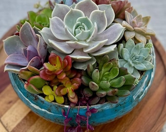 Live Succulent Arrangement in 7” Turquoise ceramic pot with bamboo tray