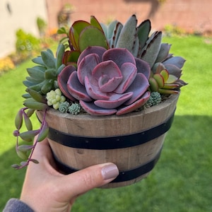 May include: A wooden barrel planter filled with a variety of succulents. The succulents display shades of green, purple, and red. The barrel is held by a hand and has two black bands around it. The background is a green lawn.