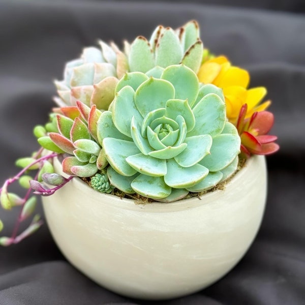 Faux Succulent Arrangement - Etsy