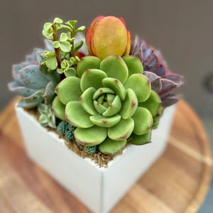 Succulent Arrangement: Colorful Variety in White Square Pot