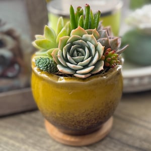 Beautiful Succulent Arrangement
