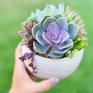 May include: A small, round, white ceramic pot filled with a variety of succulents. The succulents feature blue, purple, green, and red hues. The pot is held against a blurred green background.