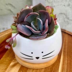 May include: A white ceramic cat planter with black whiskers and eyes, featuring a variety of succulents with purple, green, and red leaves.