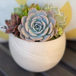 May include: A white ceramic pot filled with a variety of succulents. The succulents display shades of green, blue-green, and burgundy. The pot has a smooth, rounded shape with a subtle, swirling design. The arrangement is a vibrant display of natural textures and colors.