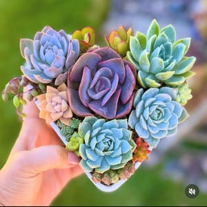 Heart Succulent Arrangement