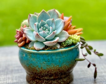 Turquoise Pot Succulent Arrangement