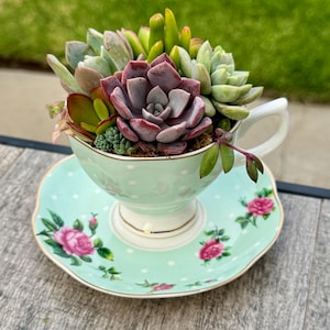 Tea Cup and Saucer Succulent - Etsy