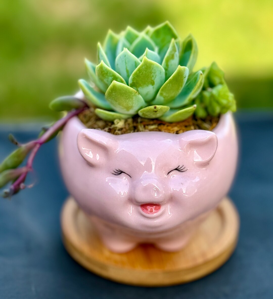 Cute Pig Ceramic Succulent Pot With Bamboo Tray - Etsy