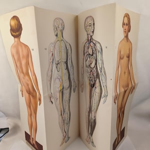 Foglio "Anatomia della donna" prima della guerra, probabilmente 1900, litografia antica, carta pieghevole spessa 60 x 40 cm, materiale di studio, Alwin Fröhlich Verlag