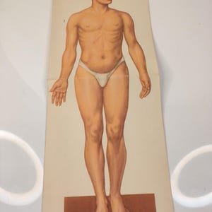 Foglio "Anatomia dell'uomo" prima della guerra probabilmente 1900 Litografia antica Dimensioni 60 x 40 cm Carta spessa e robusta pieghevole Materiale di studio