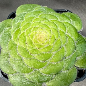 Aeonium tabuliforme, LIVE PLANT, Real succulent plant with roots, Dinner Plate Aeonium, Flat-Topped Aeonium, Saucer Plant