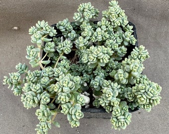 Sedum dasyphyllum ‘Minor’, LIVE PLANT, Real succulent plant with roots, Blue Tears Sedum, Corsican Stonecrop, Love and Tangles