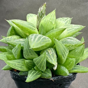 Haworthia retusa f. geraldii, LIVE PLANT , Real succulent plant with roots, Star Cactus, Window Succulent
