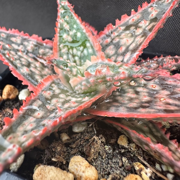 Aloe cv. Donnie, LIVE PLANT, Real succulent plant with roots, Aloe 'Bright Star'