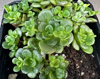Sedum spathulifolium ‘Green Blob’, LIVE PLANT, Real succulent plant with roots, Broadleaf Stonecrop