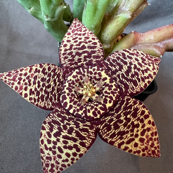 Orbea variegata, LIVE PLANT, Real succulent plant with roots, Star Flower, Starfish Plant, Toad Plant, Carrion Flower