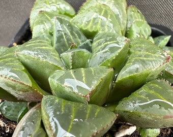 Haworthia mutica, LIVE PLANT, Real succulent plant with roots