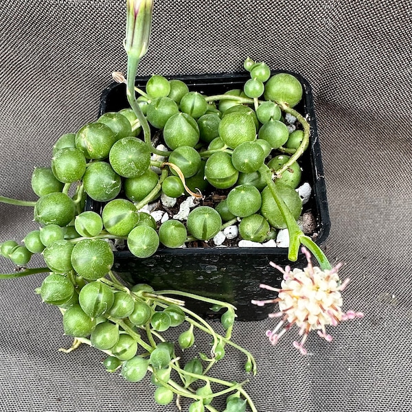Senecio rowleyanus, LIVE PLANT, Real succulent plant with roots, Curio rowleyanus, Rosary Vine, String of Beads, String of Pearls