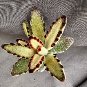 Kalanchoe tomentosa ‘Golden Girl’, LIVE PLANT, Real succulent plant with roots