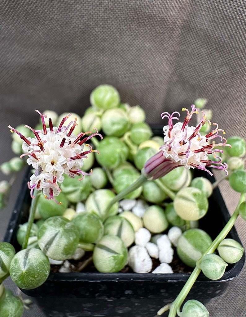 Senecio rowleyanus Variegatus, LIVE PLANT, Real succulent plant with roots, Curio rowleyanus 'Variegatus, Rosary Vine, String of Pearls image 5