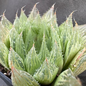 Haworthia cooperi, LIVE PLANT, Real succulent plant with roots, Bristle Haworthia, Cooper&#39;s Haworthia, Window Haworthia
