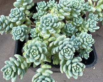 Sedum dasyphyllum ‘Major’, LIVE PLANT, Real succulent plant with roots, Blue Tears Sedum, Corsican Stonecrop, Love and Tangles