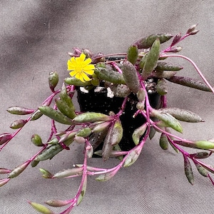 Othonna capensis, Ruby necklace, LIVE PLANT, Real succulent plant with roots, String of Rubies, Hanging succulent