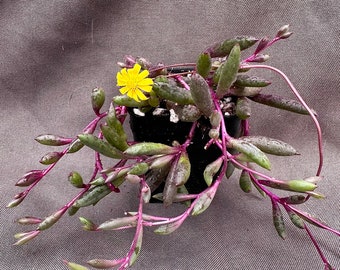 Othonna capensis, Ruby necklace, LIVE PLANT, Real succulent plant with roots, String of Rubies, Hanging succulent