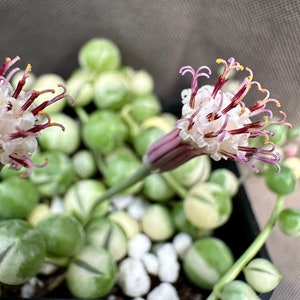 Senecio rowleyanus Variegatus, LIVE PLANT, Real succulent plant with roots, Curio rowleyanus 'Variegatus, Rosary Vine, String of Pearls image 6