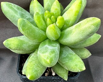 Pachyphytum compactum, LIVE PLANT, Real succulent plant with roots, Little Jewel