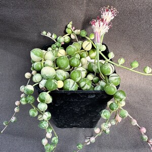 Senecio rowleyanus Variegatus, LIVE PLANT, Real succulent plant with roots, Curio rowleyanus 'Variegatus, Rosary Vine, String of Pearls image 3