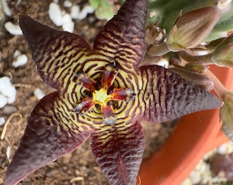 Stapelia cedrimontana, LIVE PLANT, Real succulent plant with roots, Star flower
