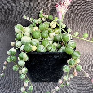 Senecio rowleyanus Variegatus, LIVE PLANT, Real succulent plant with roots, Curio rowleyanus 'Variegatus, Rosary Vine, String of Pearls image 1