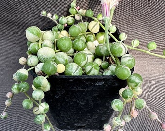 Senecio rowleyanus ‘Variegatus’, LIVE PLANT, Real succulent plant with roots, Curio rowleyanus 'Variegatus’, Rosary Vine, String of Pearls